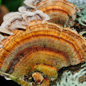 Turkey Tail; Cola de Pavo