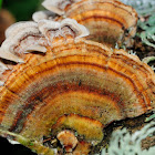 Turkey Tail; Cola de Pavo