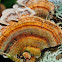 Turkey Tail; Cola de Pavo