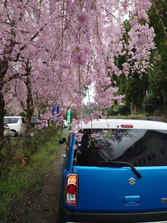 ハスラーの神社でお祓い・桜と愛車に関するカスタム事例の投稿画像2枚目