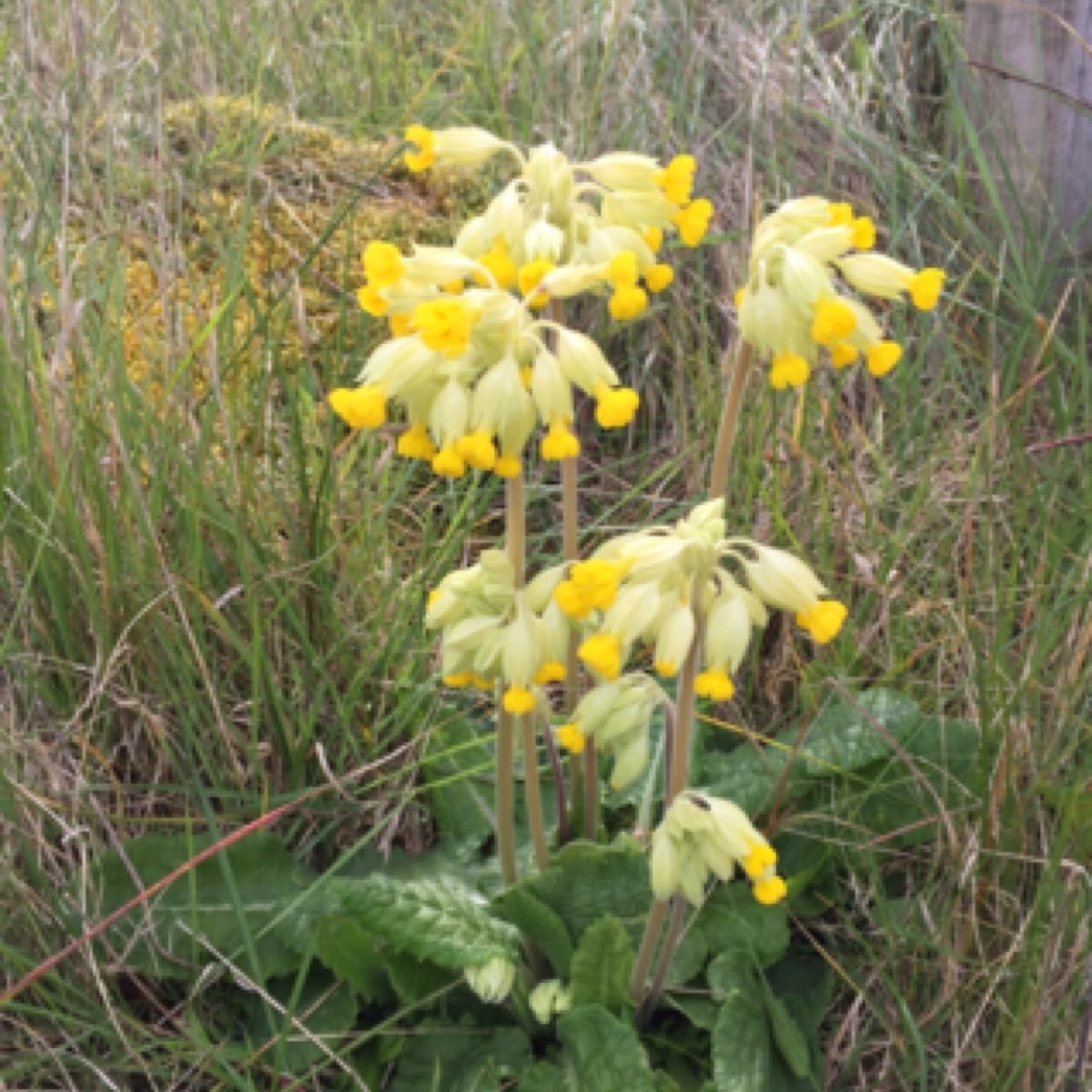 Cowslip