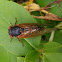 17-Year Cicada