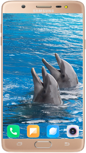 Dolphin Wallpaper Best HD