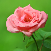 La rosa di SARA LINDA CARIULO