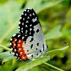 Red pierrot