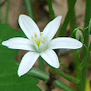 Star of Bethlehem