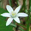 Star of Bethlehem