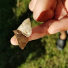 velvetbean moth