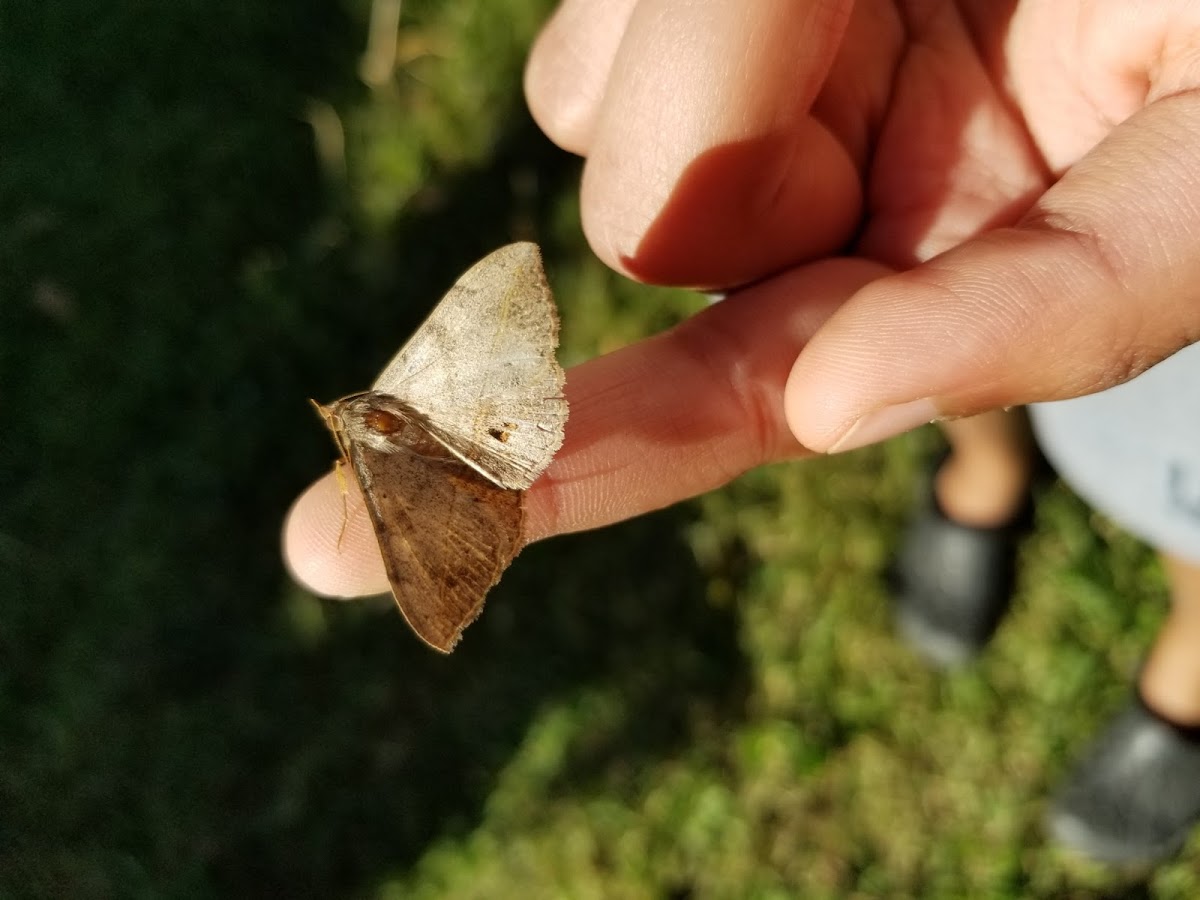 velvetbean moth