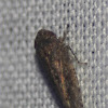 Bespeckled Leafhopper