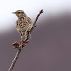 Woodlark