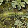 Definite Tussock Moth Caterpillar