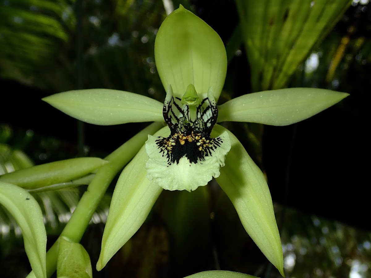 Black Orchids