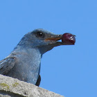 Blue Rock-thrush