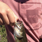 Largemouth Bass