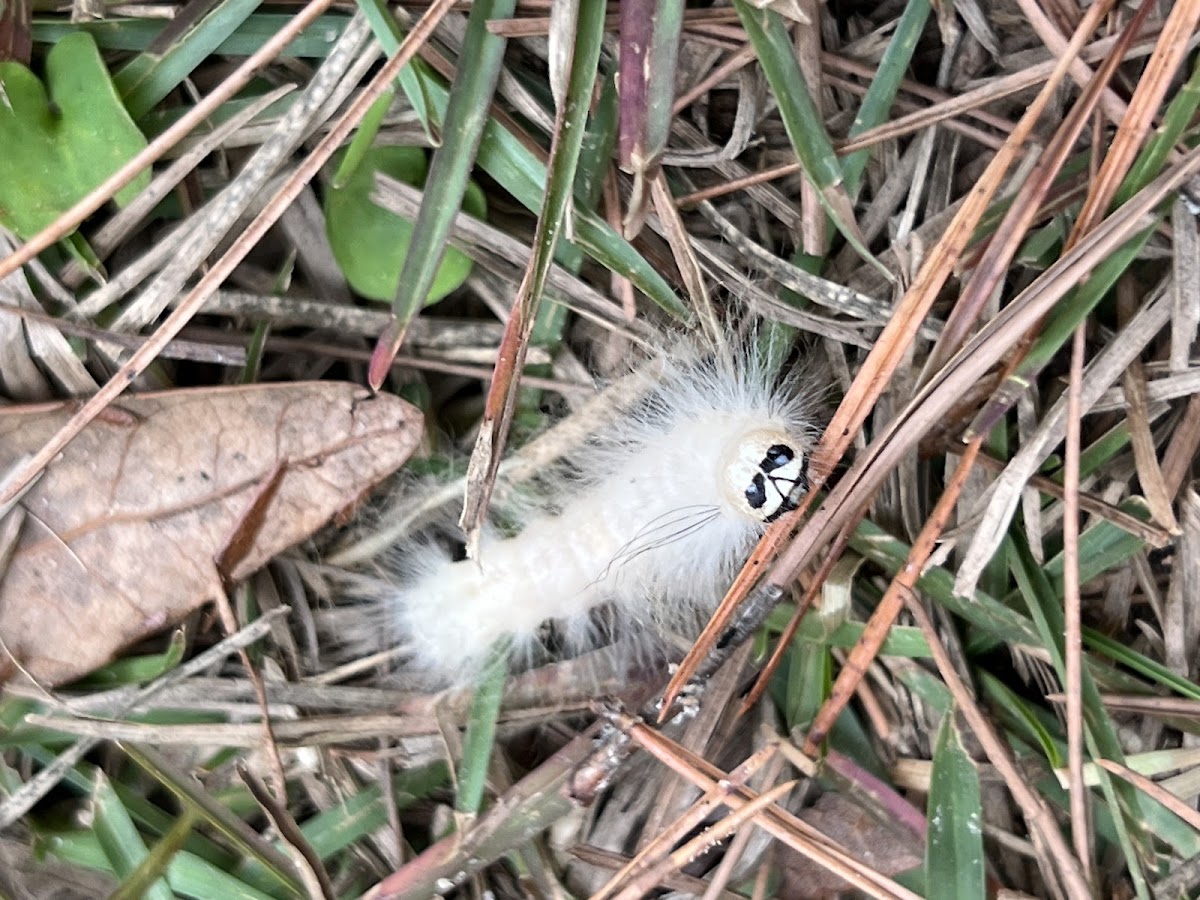 Laugher Moth Caterpillar