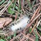 Laugher Moth Caterpillar