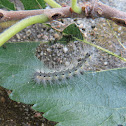 Fall Webworm Larvae