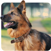 Shepherd Dog Simulator 2017  Icon