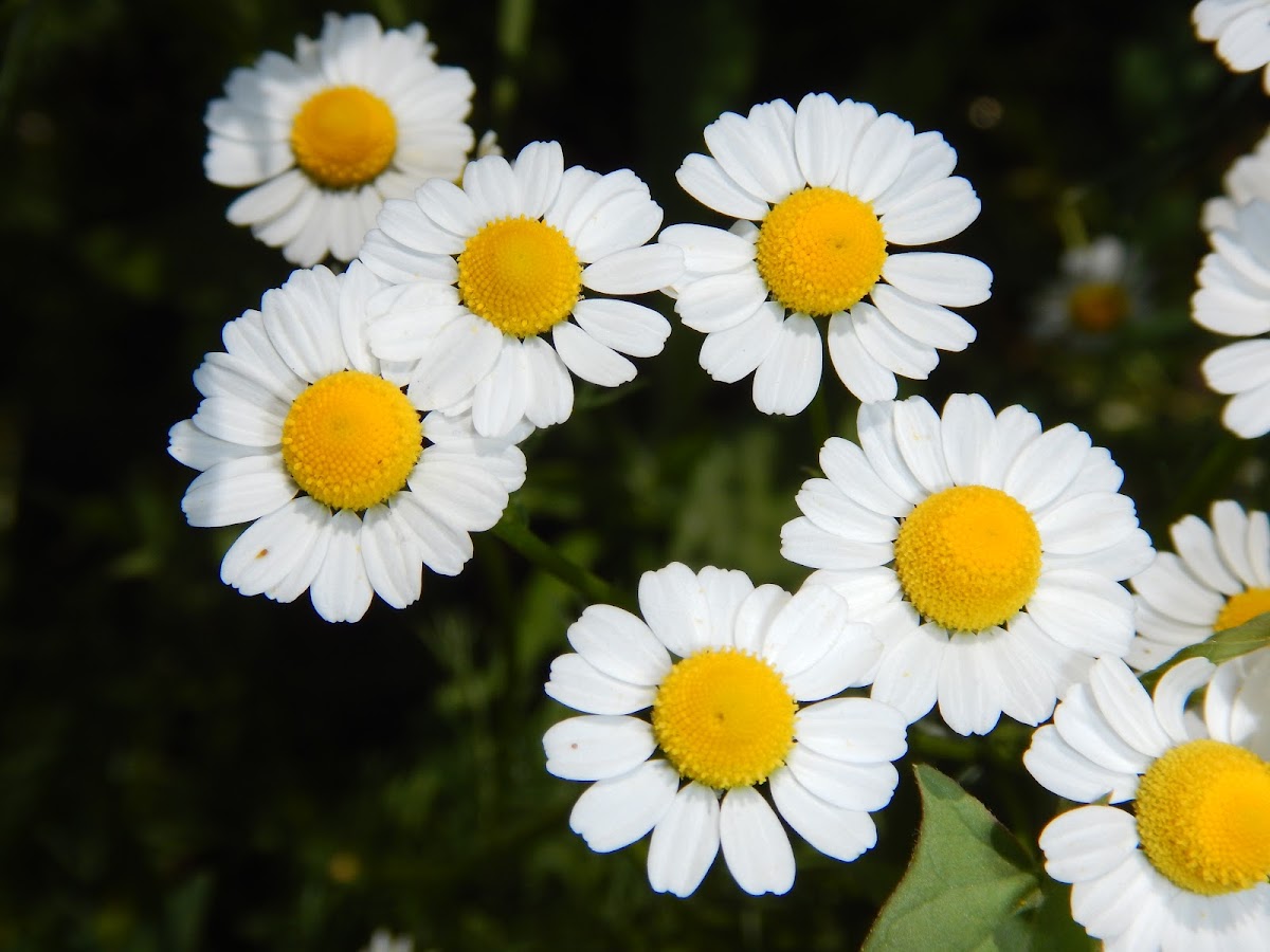 Chamomile