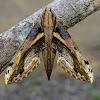 Moth - Xylophanes crenulata