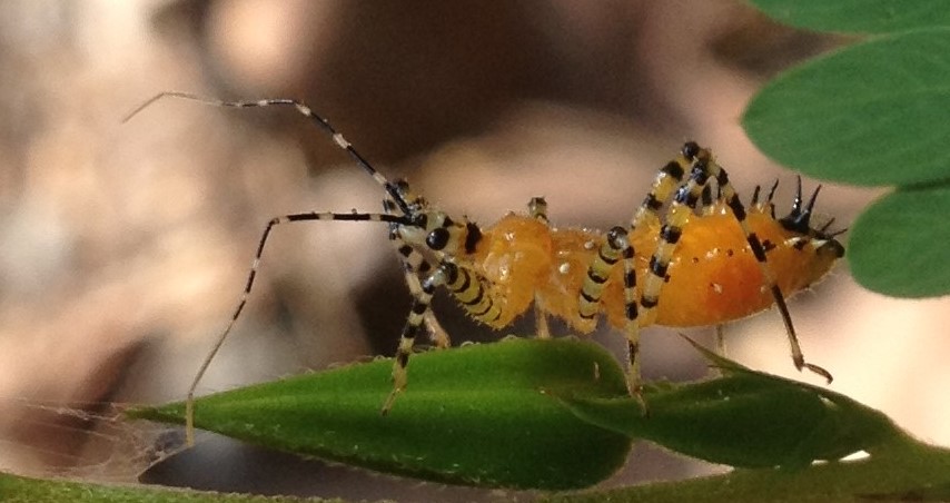 Assassin Bug Nymph