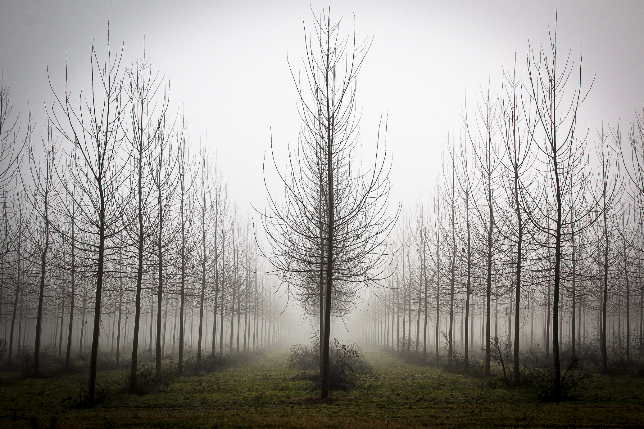 La nebbia di E l i s a E n n E