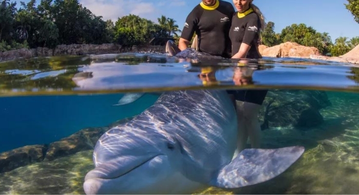 Swimming with Dolphins Discovery Cove