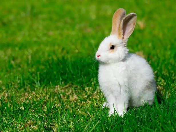 A close-up photograph of a white rabbit sitting in a green, grassy field.