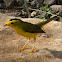 Wilson's Warbler