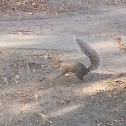 Eastern gray squirrel