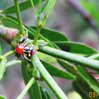 Spider (Thomisidae)