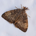 European Gypsy Moth