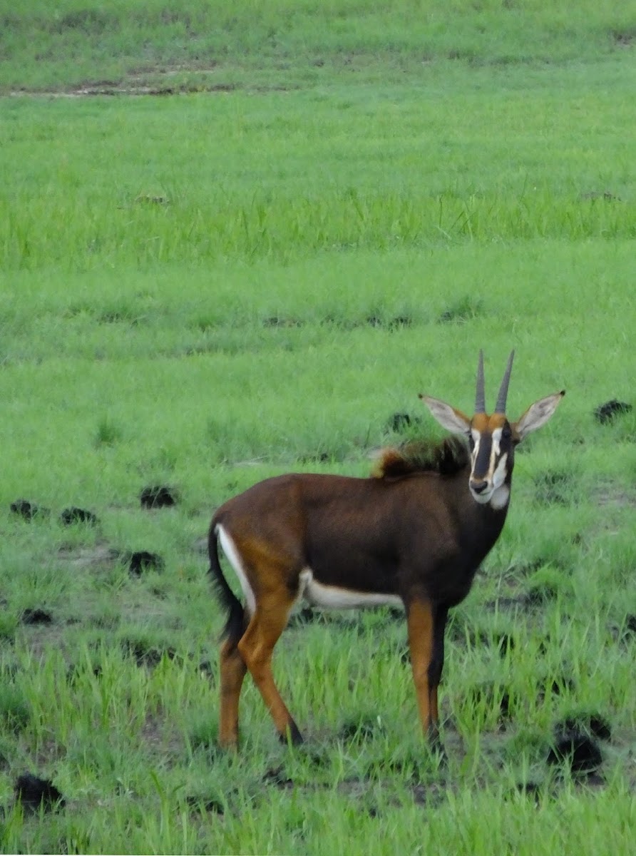 Sable Antelope