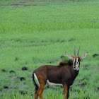 Sable Antelope