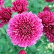 Download Chrysanthemums Wallpapers For PC Windows and Mac 1.0