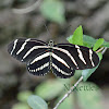 Zebra Heliconian