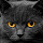 *NEW* HD Black Cat Wallpapers New Tab Theme