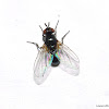 Mini Tachinid Fly