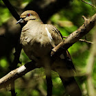 White-winged Dove