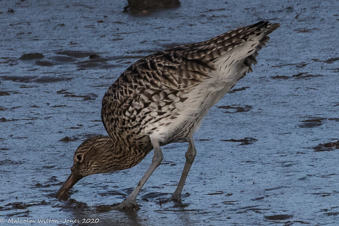 Curlew