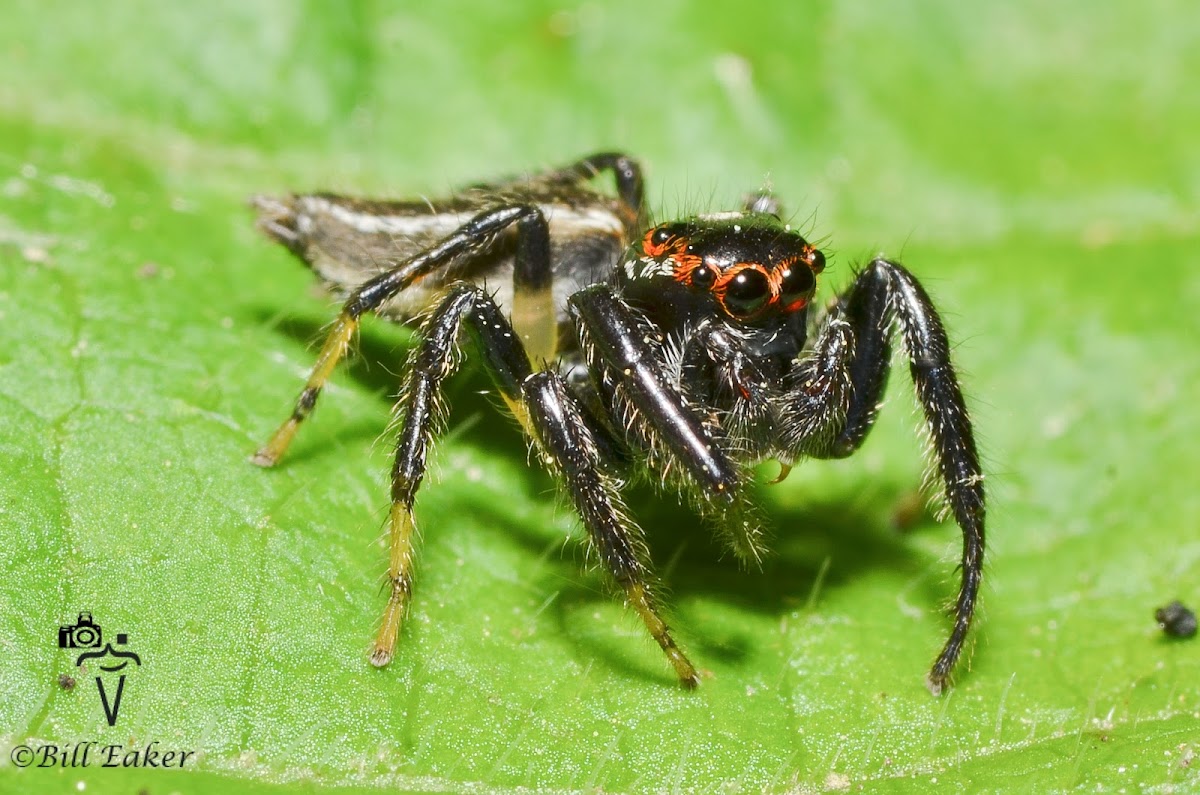 Jumping Spider