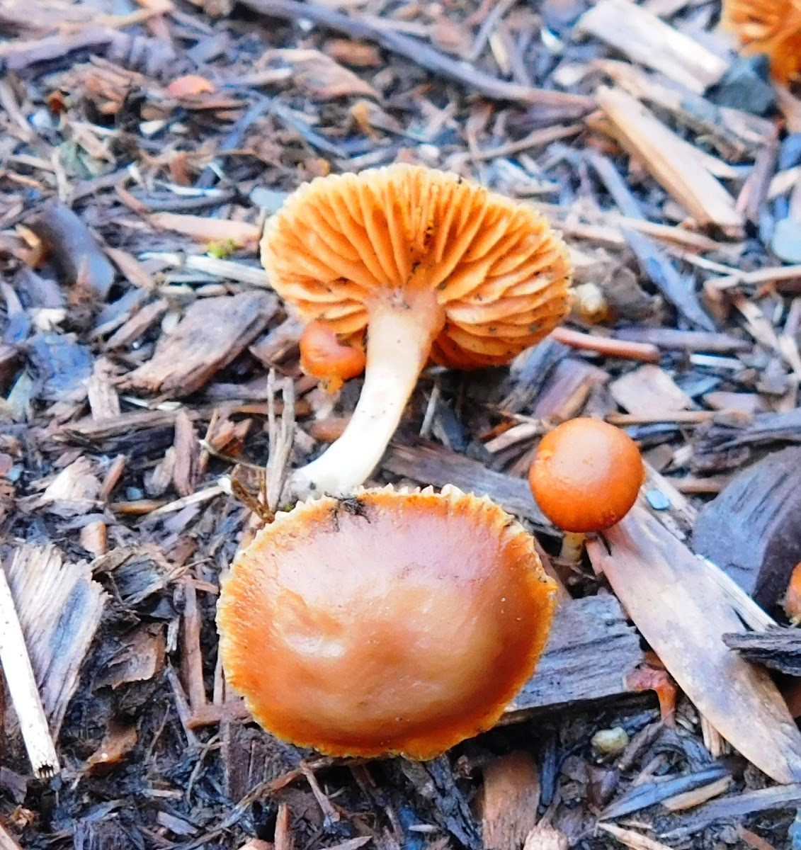 Orange Mycena