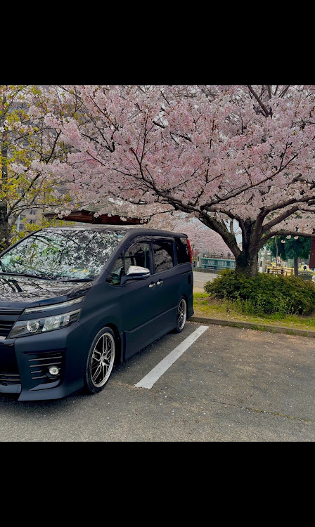 ヴォクシーのサクラと愛車・桜コラボ・艶の無い車・4月もよろしくお願い致します🌸に関するカスタム事例の投稿画像4枚目