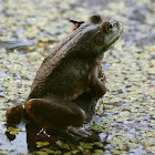 American Bullfrog