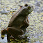 American Bullfrog