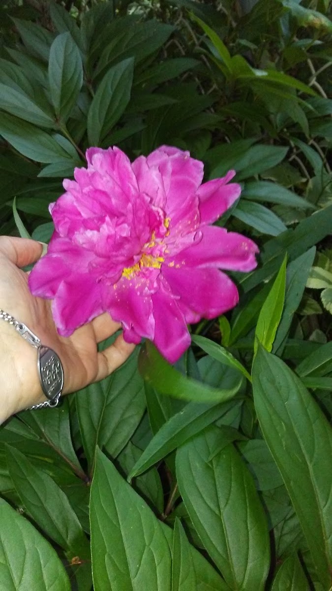 Peony