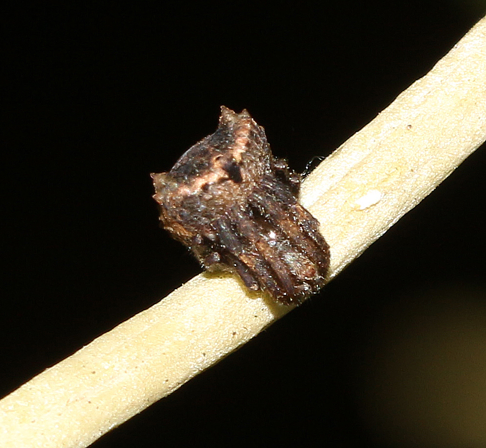 Tree Stump Spider