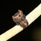 Tree Stump Spider