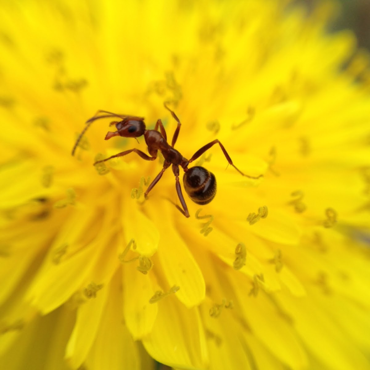 Common dandelion, ant